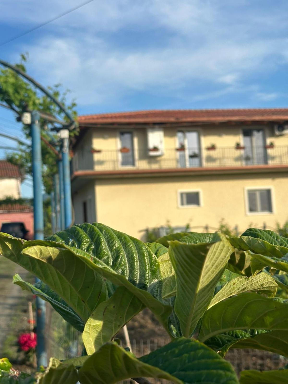 Guesthouse Marku - Mrizi I Zanave Fishte Kültér fotó